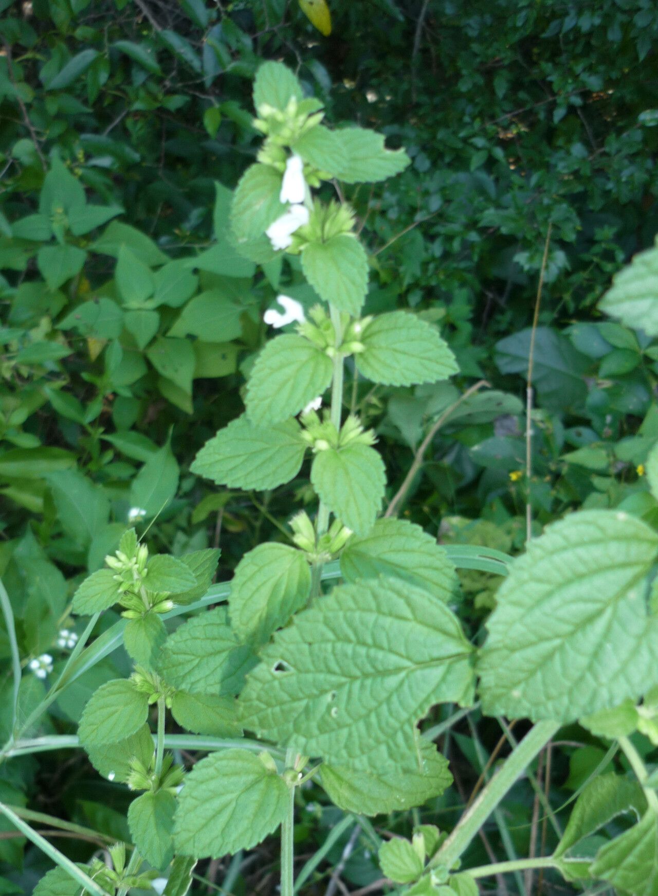 Leucas decemdentata — houseplant care guide