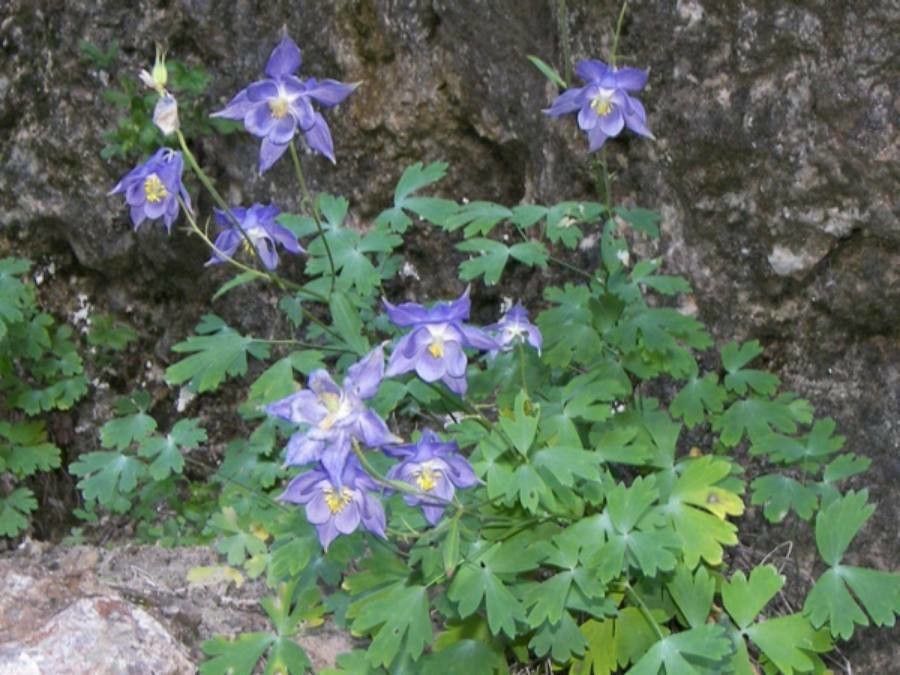 Aquilegia champagnatii flower