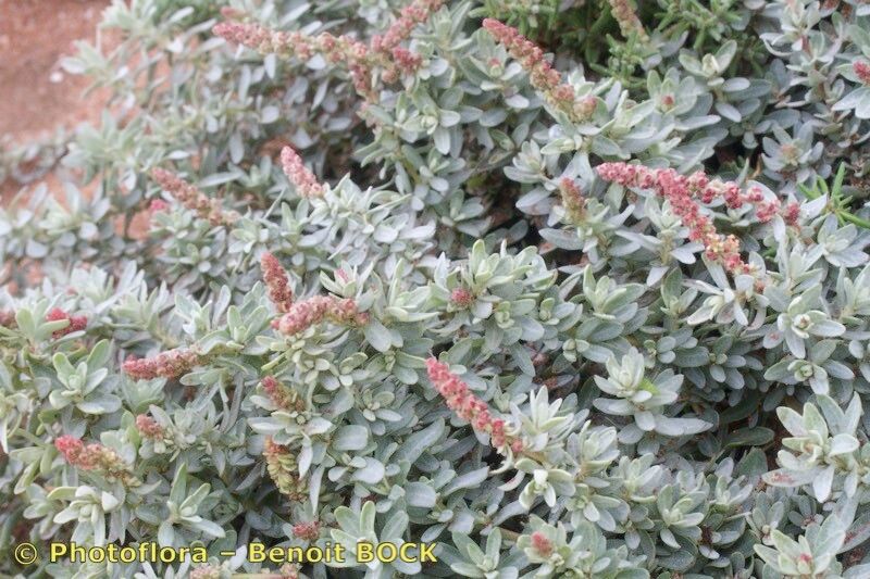 Atriplex muricata other