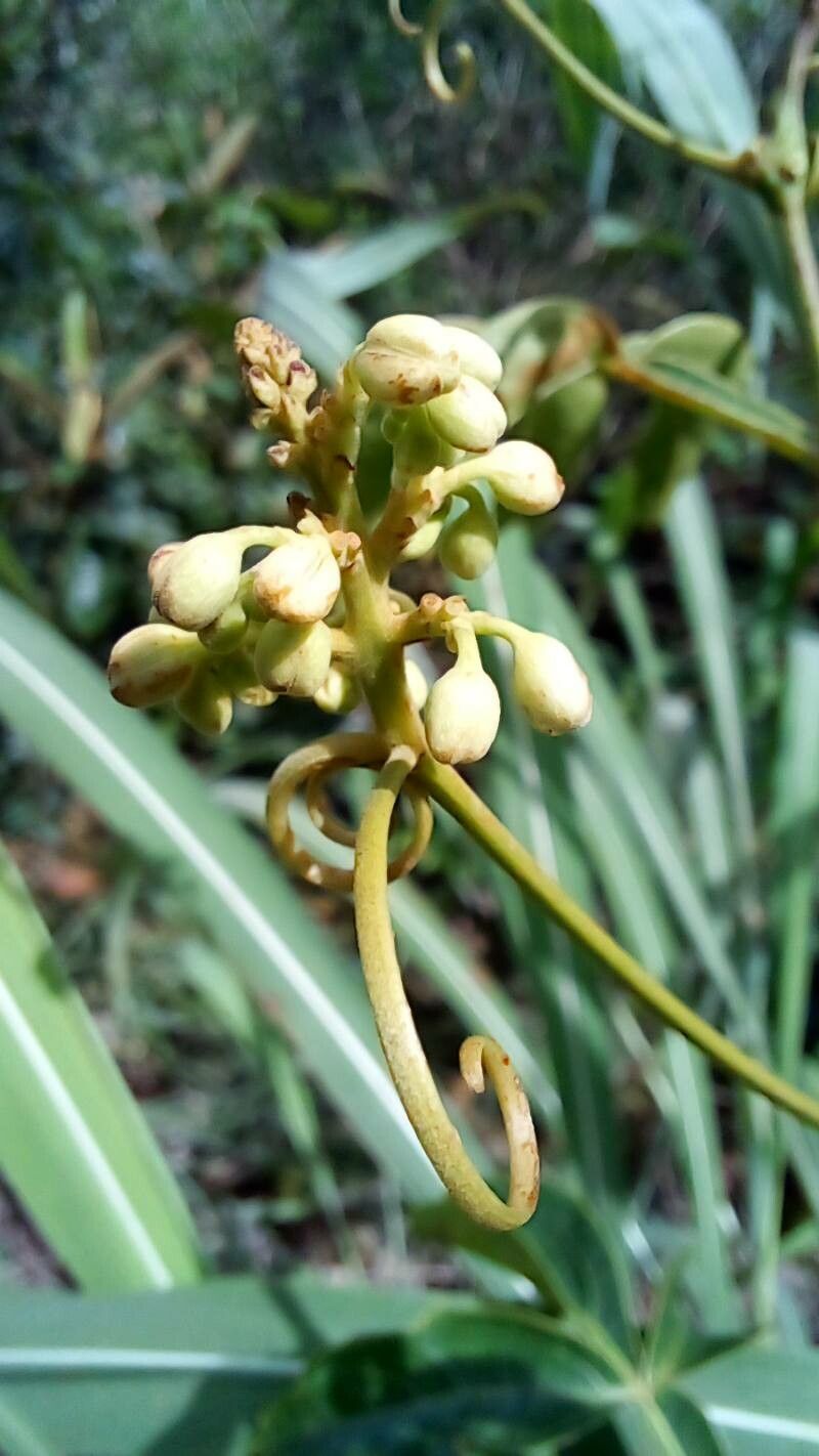Serjania erecta flower