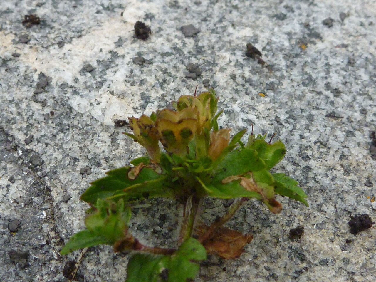 Veronica umbelliformis — houseplant care guide