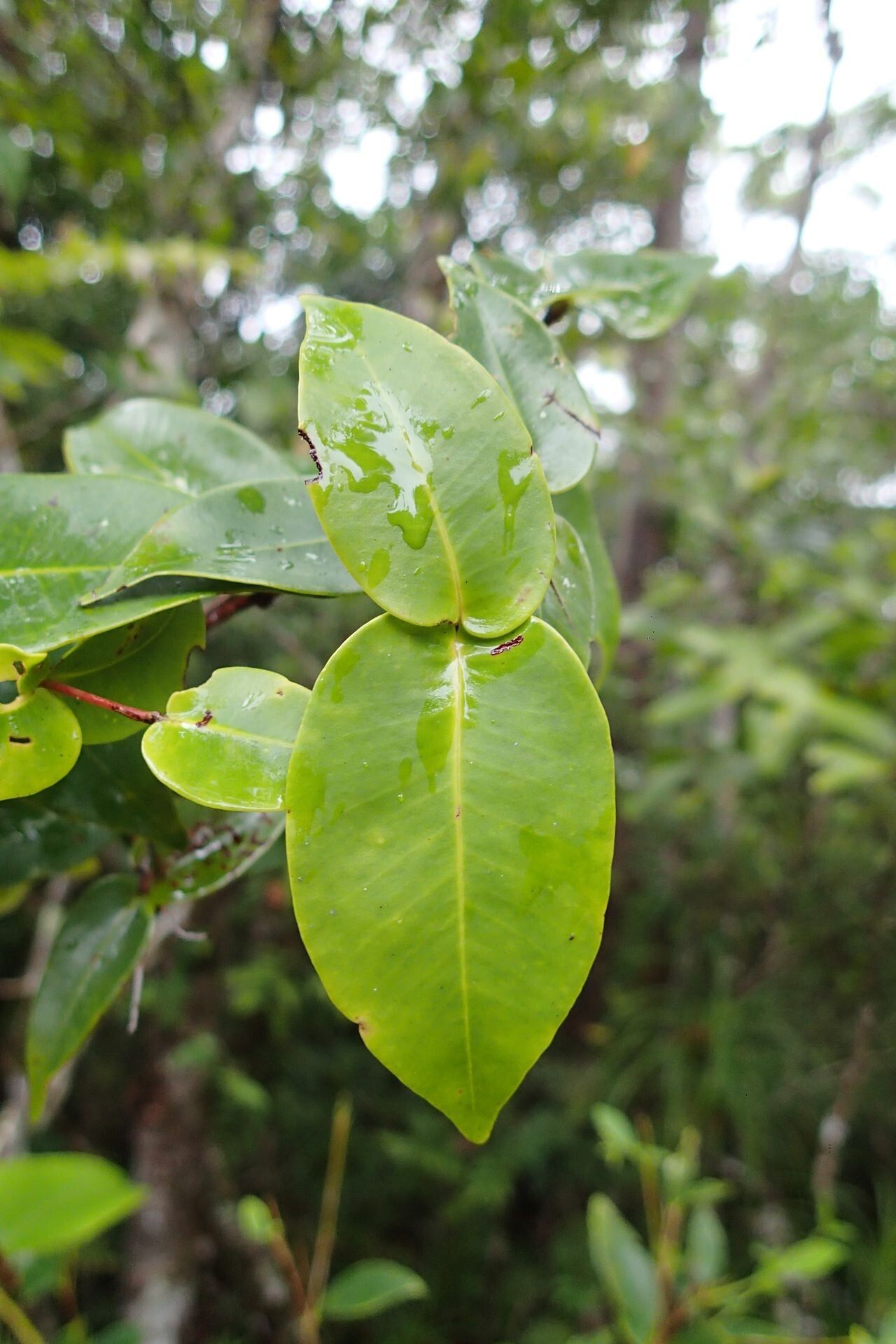 Syzygium capillaceum — houseplant care guide