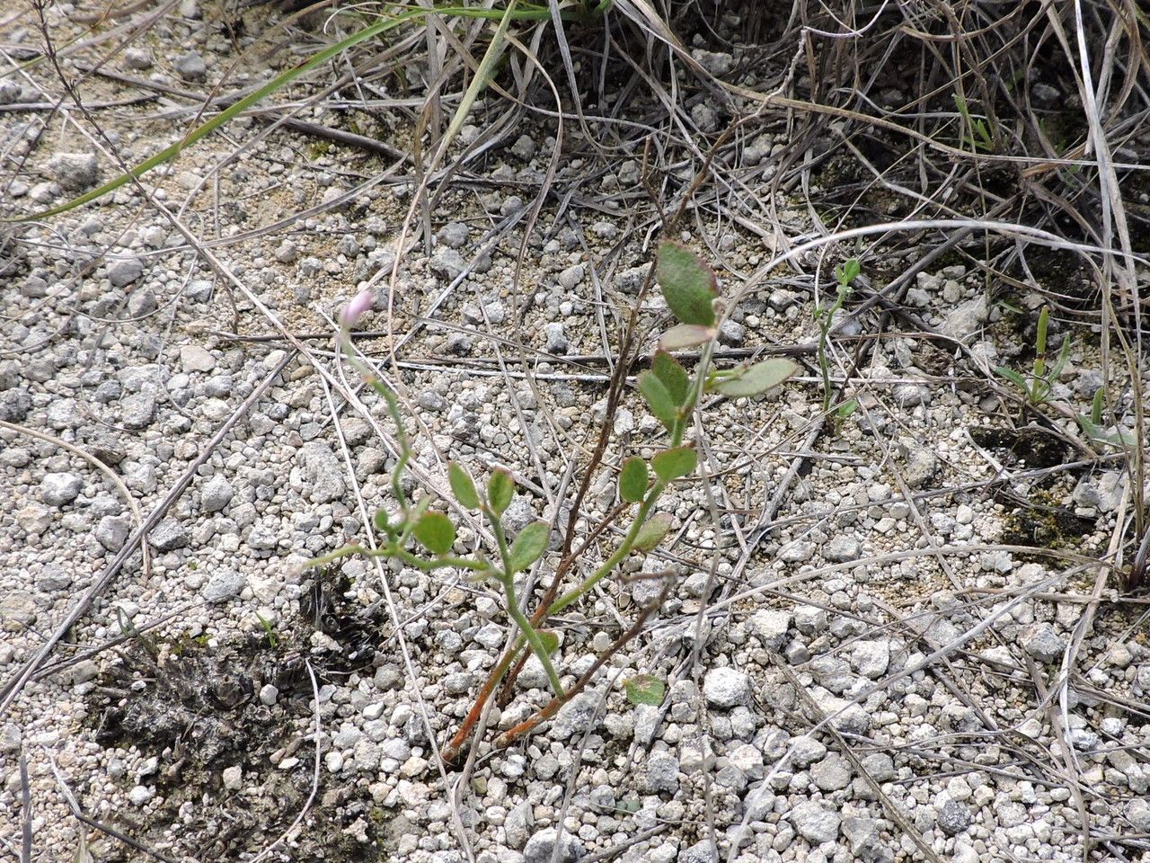 Rhinotropis lindheimeri habit