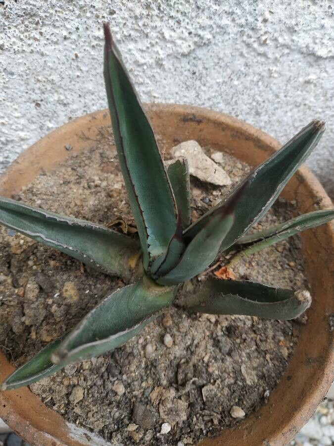 Agave palmeri habit
