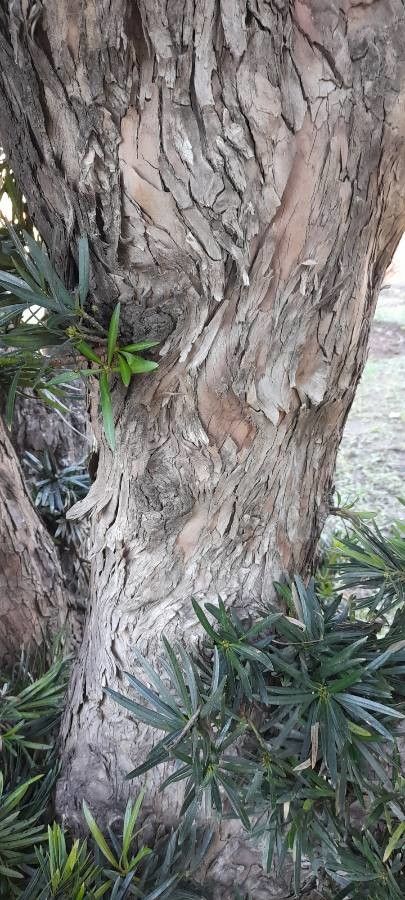 Podocarpus lambertii bark