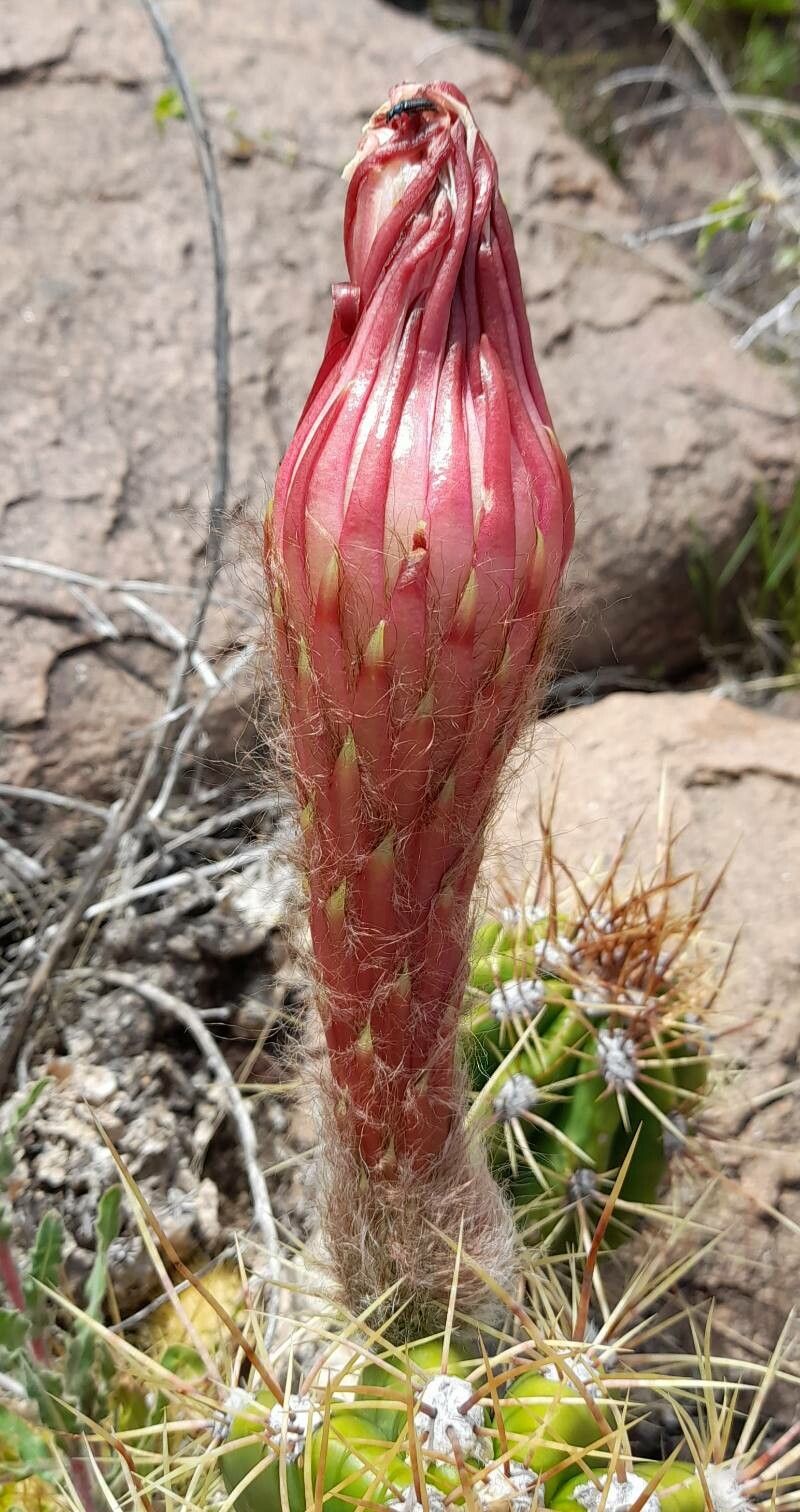 Echinopsis candicans flower