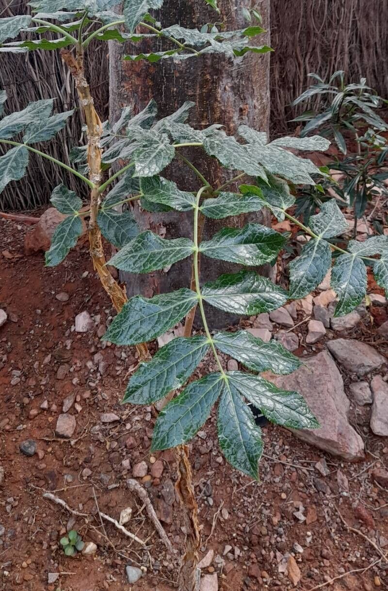 Commiphora coleopsis habit