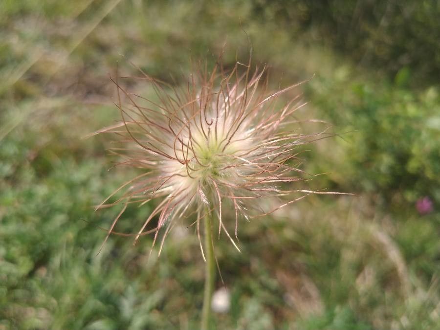 Pulsatilla montana fruit