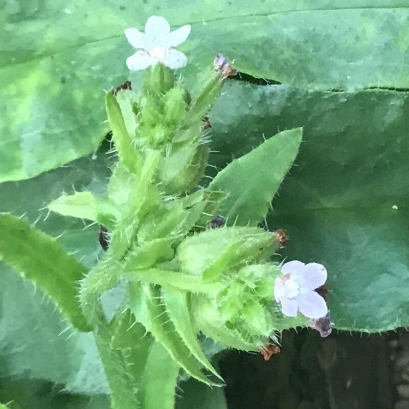 Anchusa capensis flower