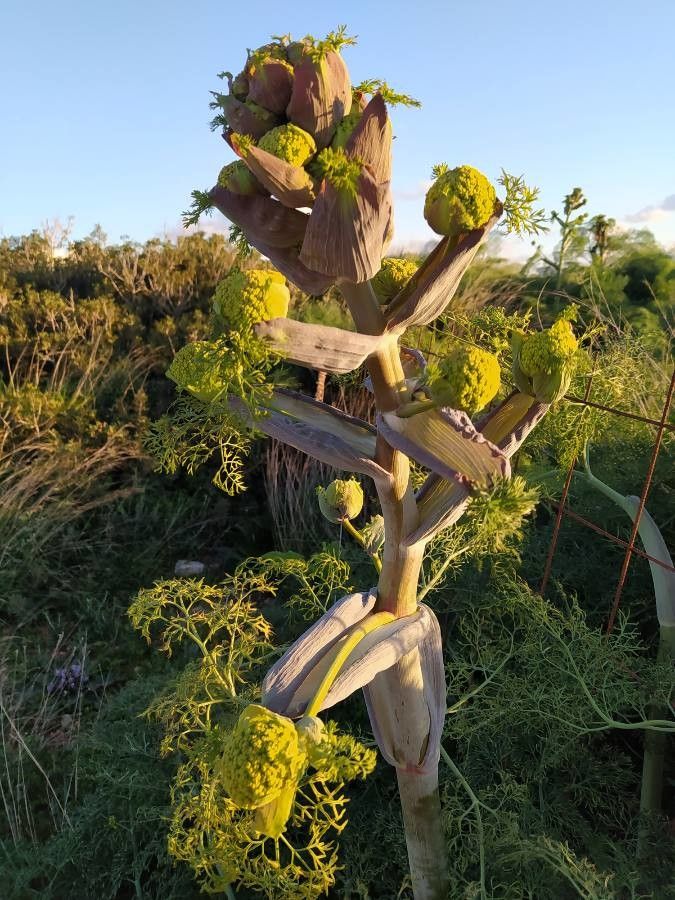 Ferula communis flower