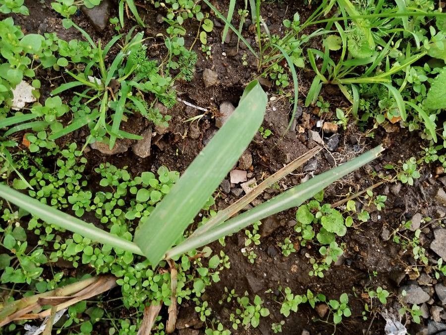 Sorghum arundinaceum leaf