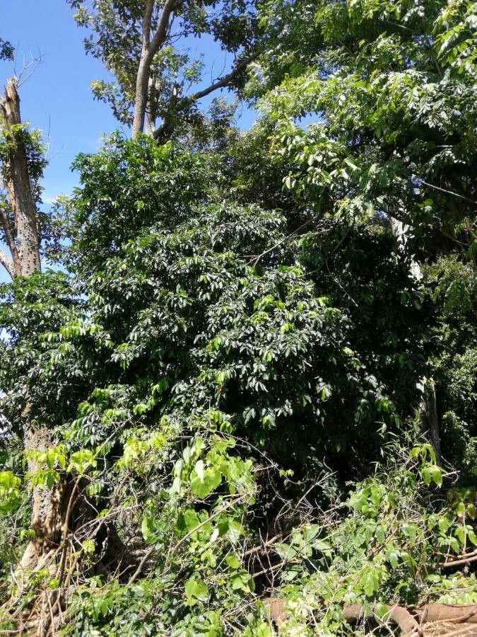 Bunchosia argentea habit