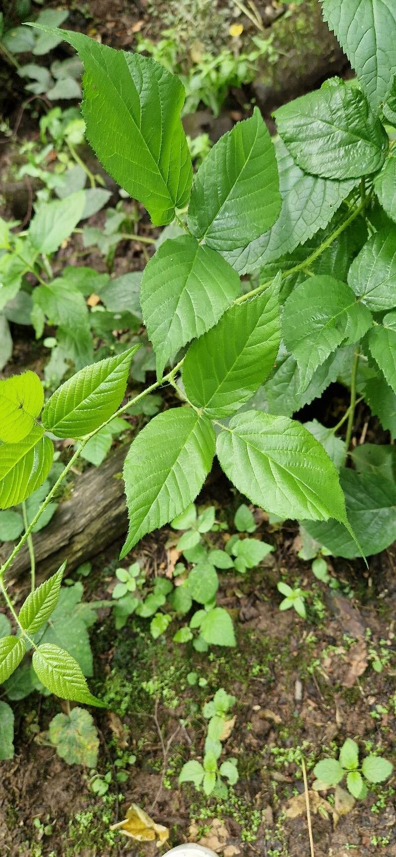 Rubus pallidus — search result for 'Rubus'