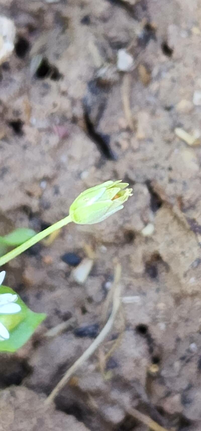 Stellaria neglecta fruit