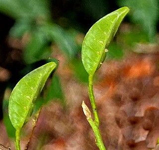 Trichilia casarettoi — related species from the same genus