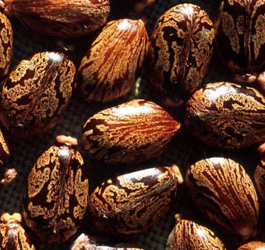 Arillastrum gummiferum fruit