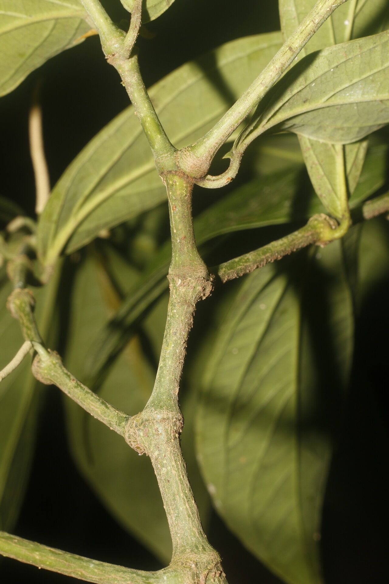 Piper barbulatum bark