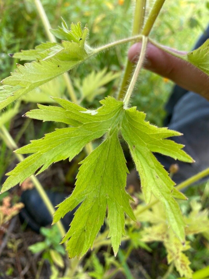 Ranunculus pensylvanicus — search result for 'Ranunculus'