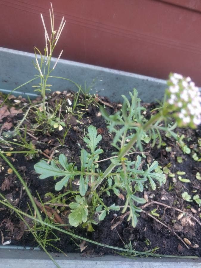 Valeriana rotundifolia leaf