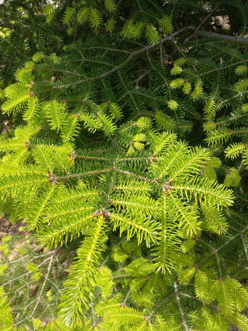 Abies × masjoannis — houseplant care guide