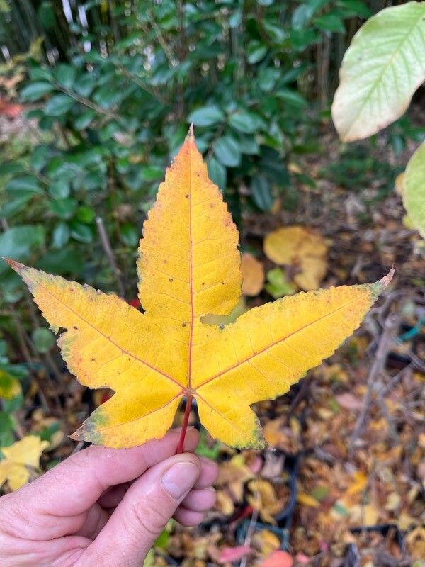 Acer pubinerve — houseplant care guide