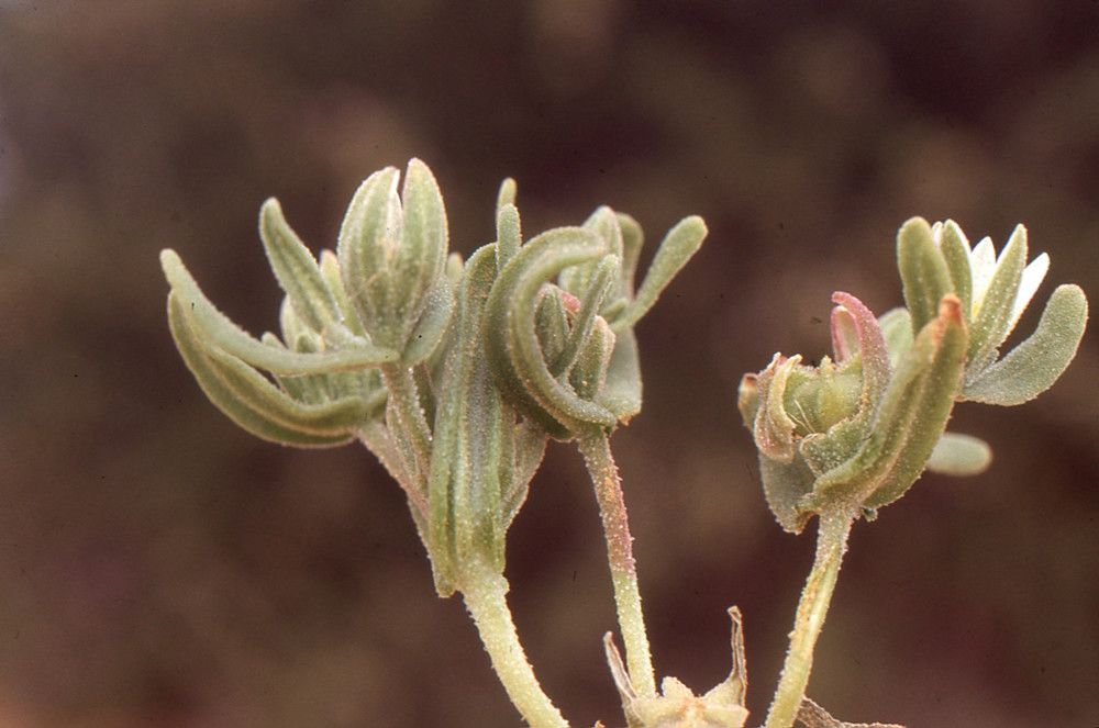 Aizoanthemum hispanicum fruit