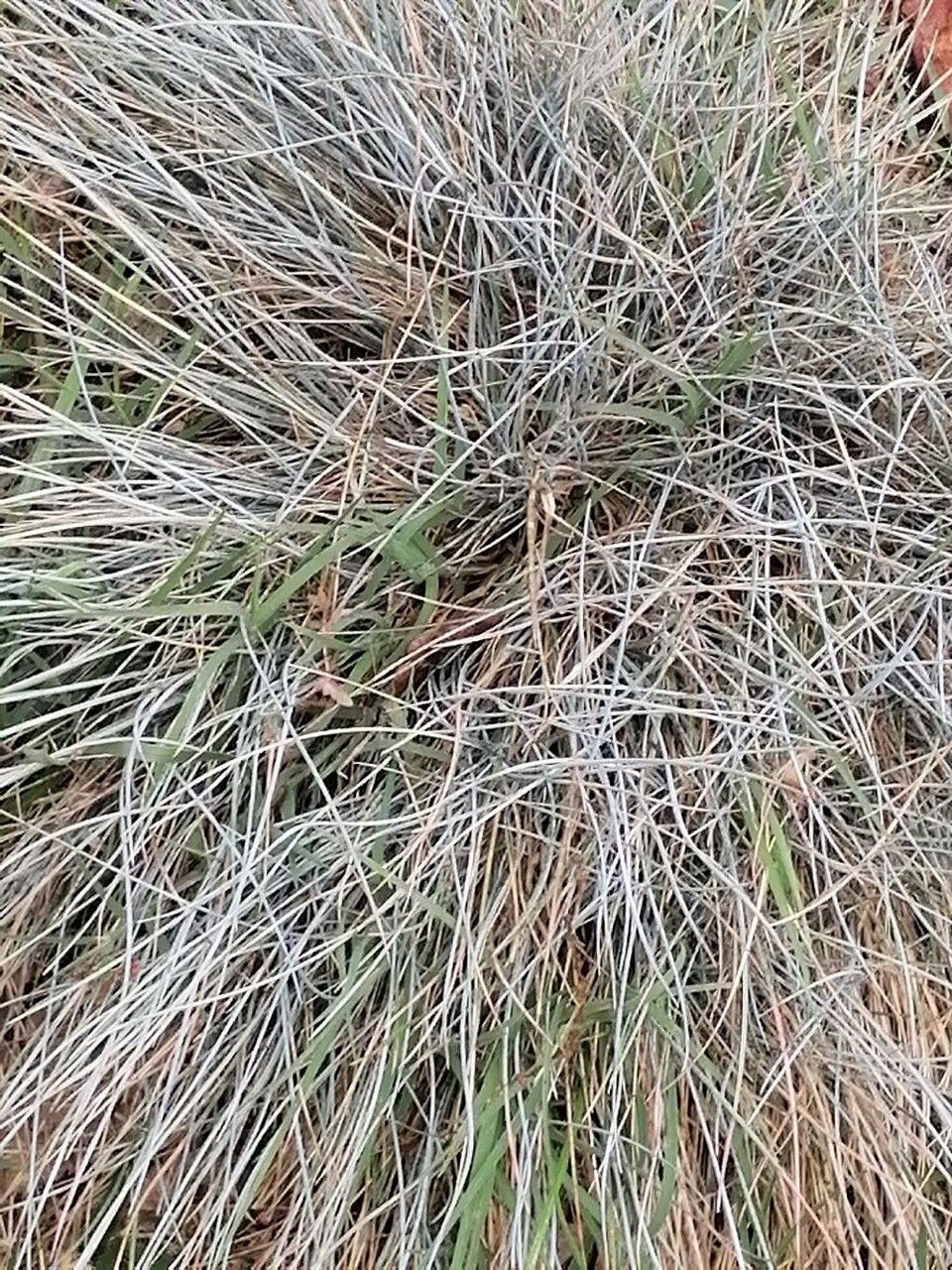 Festuca idahoensis — search result for 'Festuca'