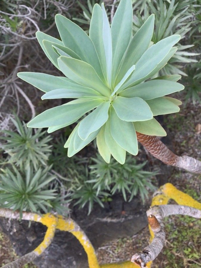 Euphorbia atropurpurea leaf