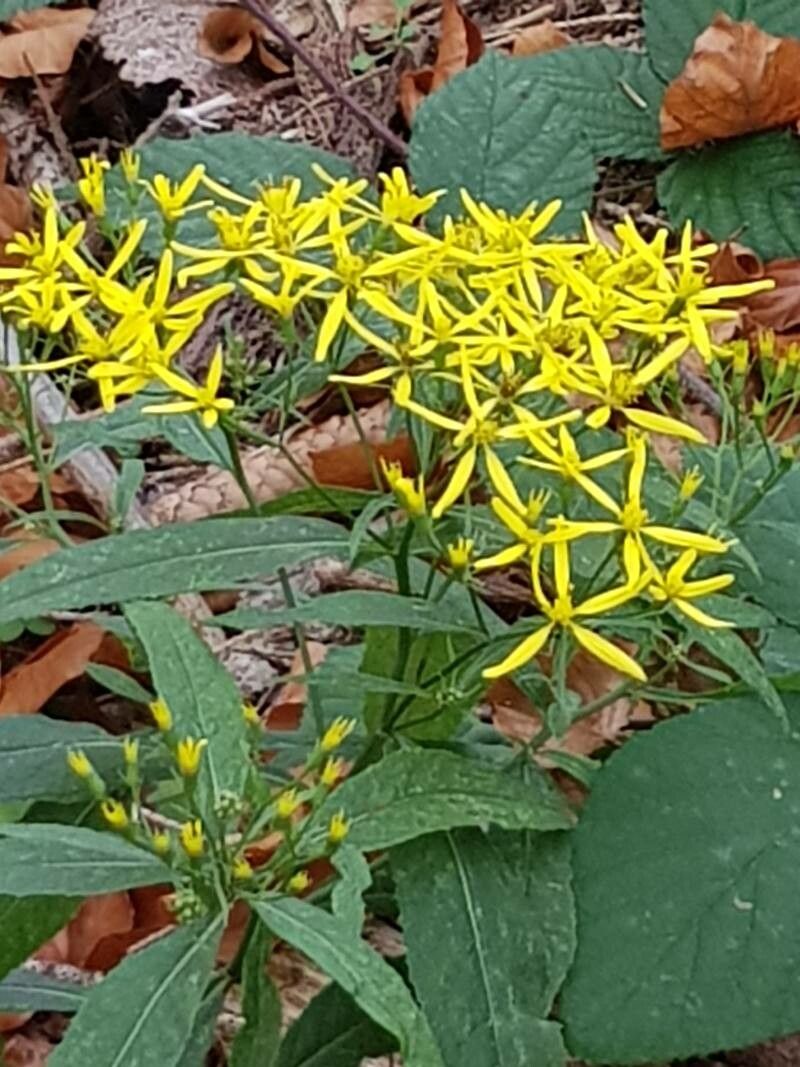 Senecio hercynicus flower