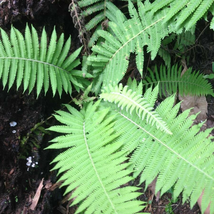 Christella parasitica leaf