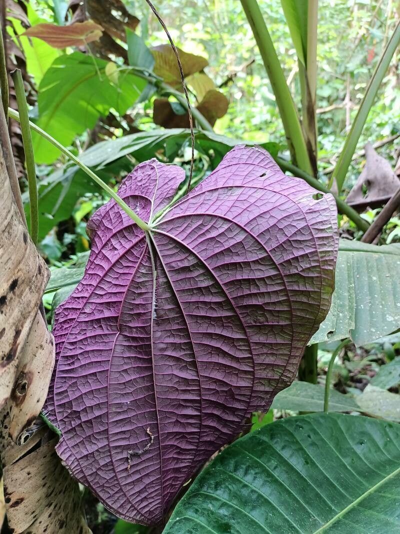 Dalechampia dioscoreifolia leaf