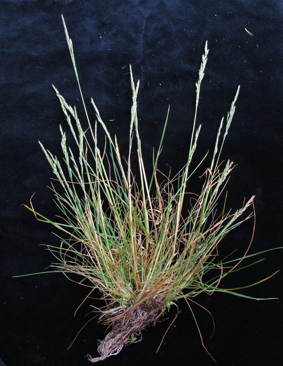 Agrostis inaequiglumis — search result for 'Agrostis'