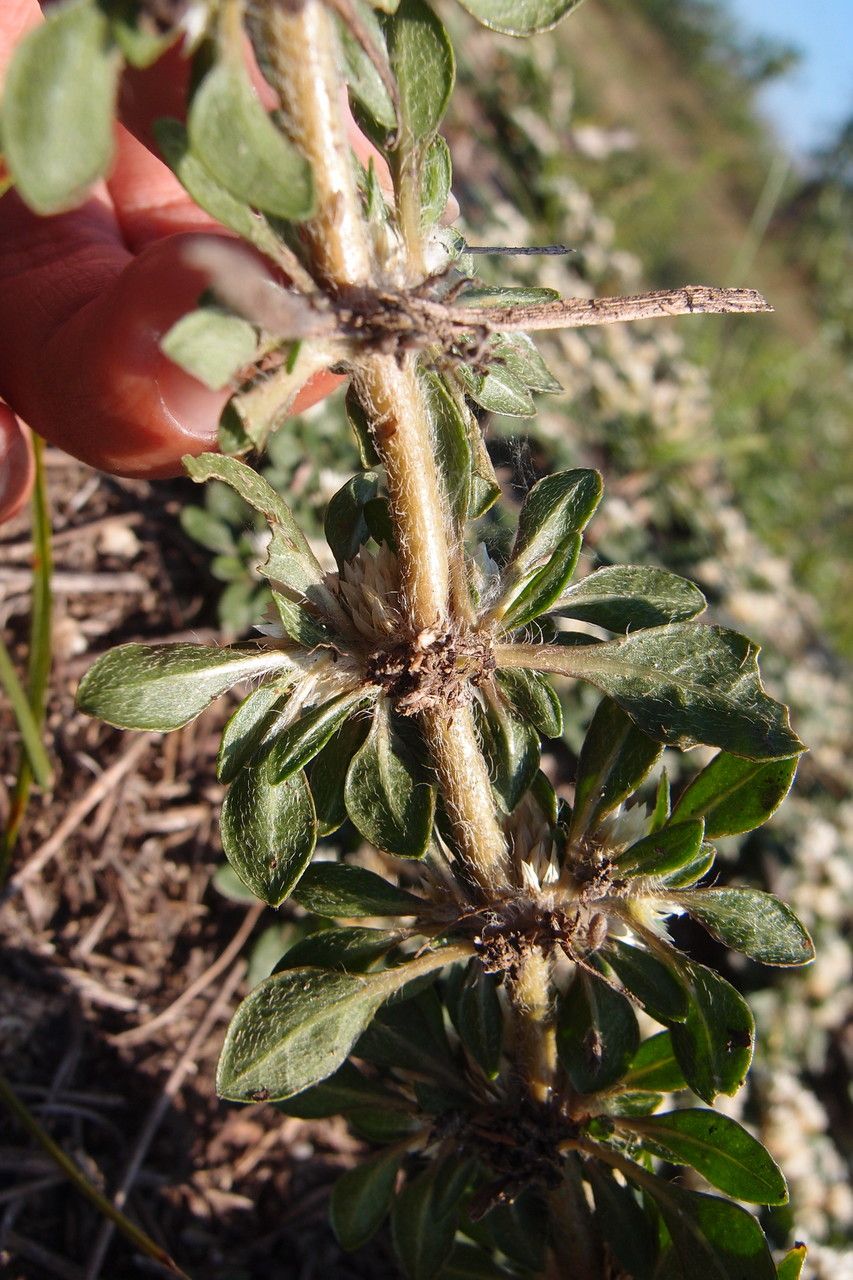 Alternanthera paronychioides bark