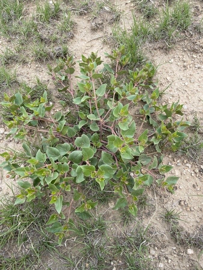 Mirabilis multiflora habit