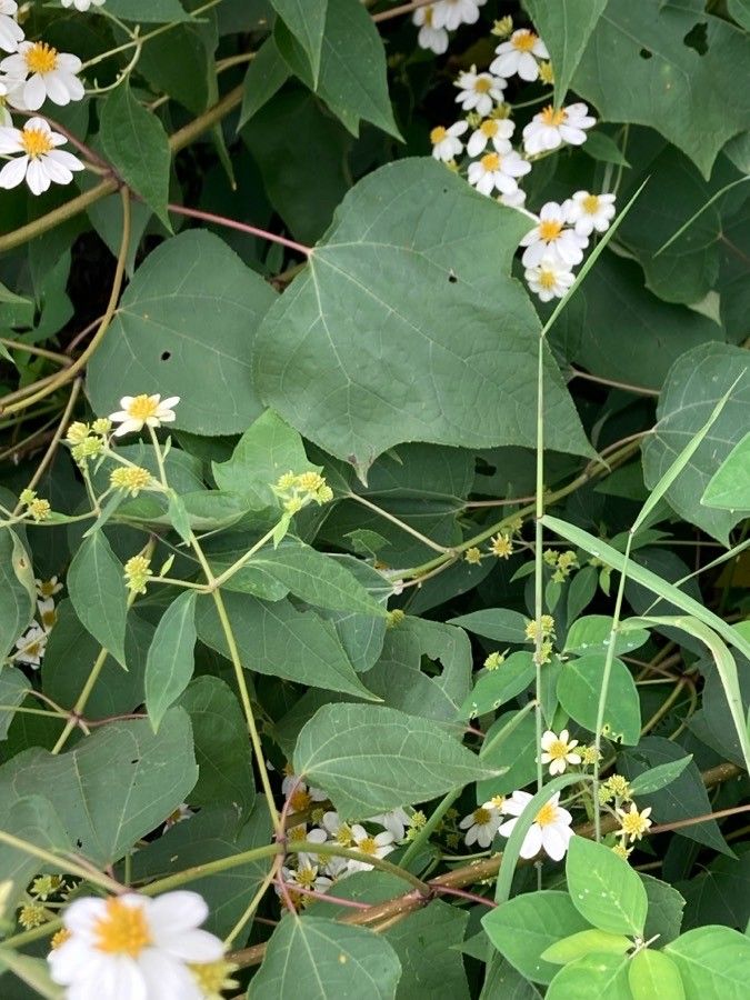 Montanoa leucantha — houseplant care guide