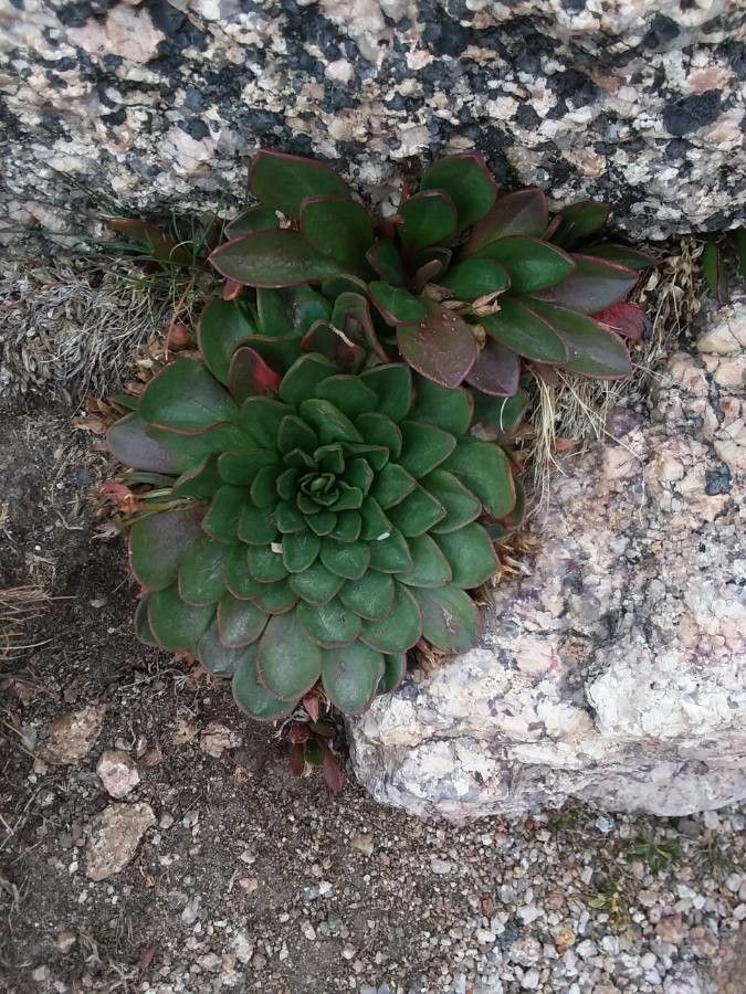 Claytonia megarhiza leaf
