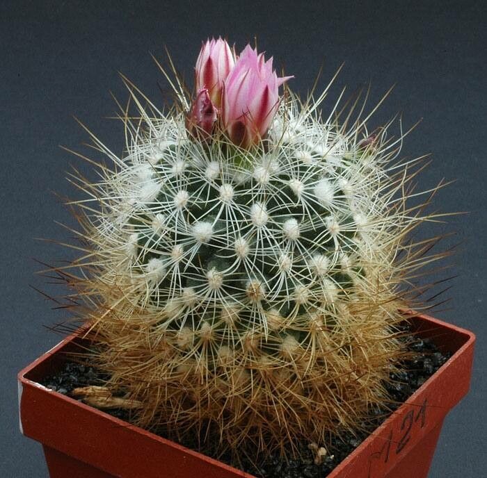 Turbinicarpus saueri habit