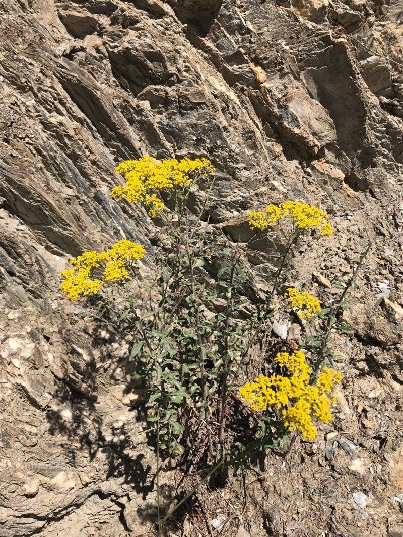 Alyssum murale habit