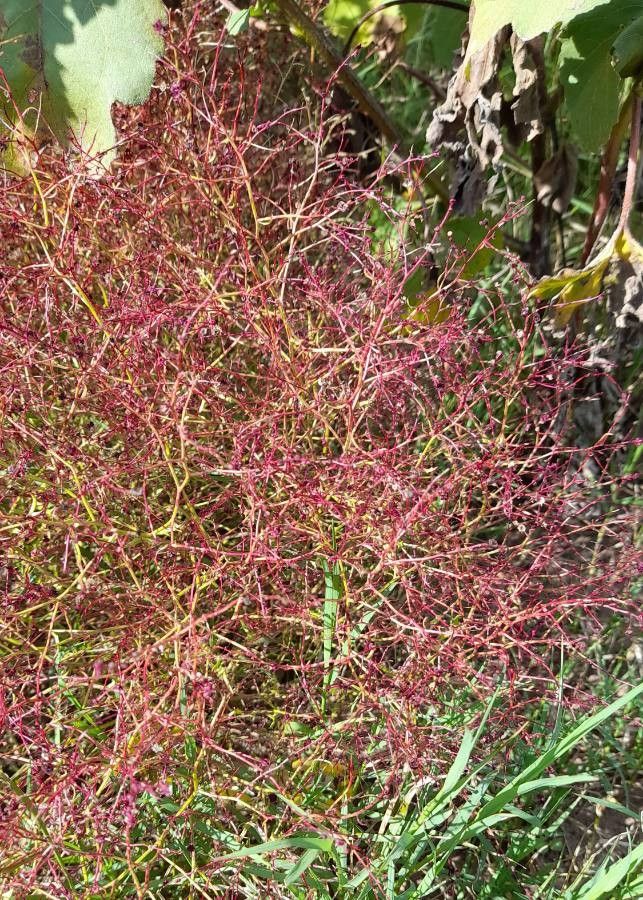 Dysphania atriplicifolia flower
