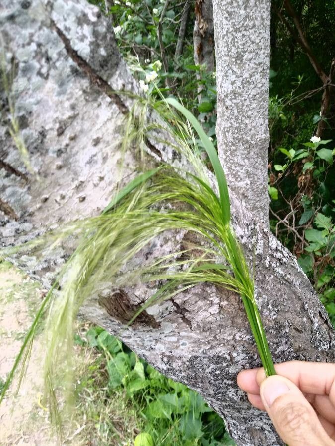 Piptochaetium napostaense flower