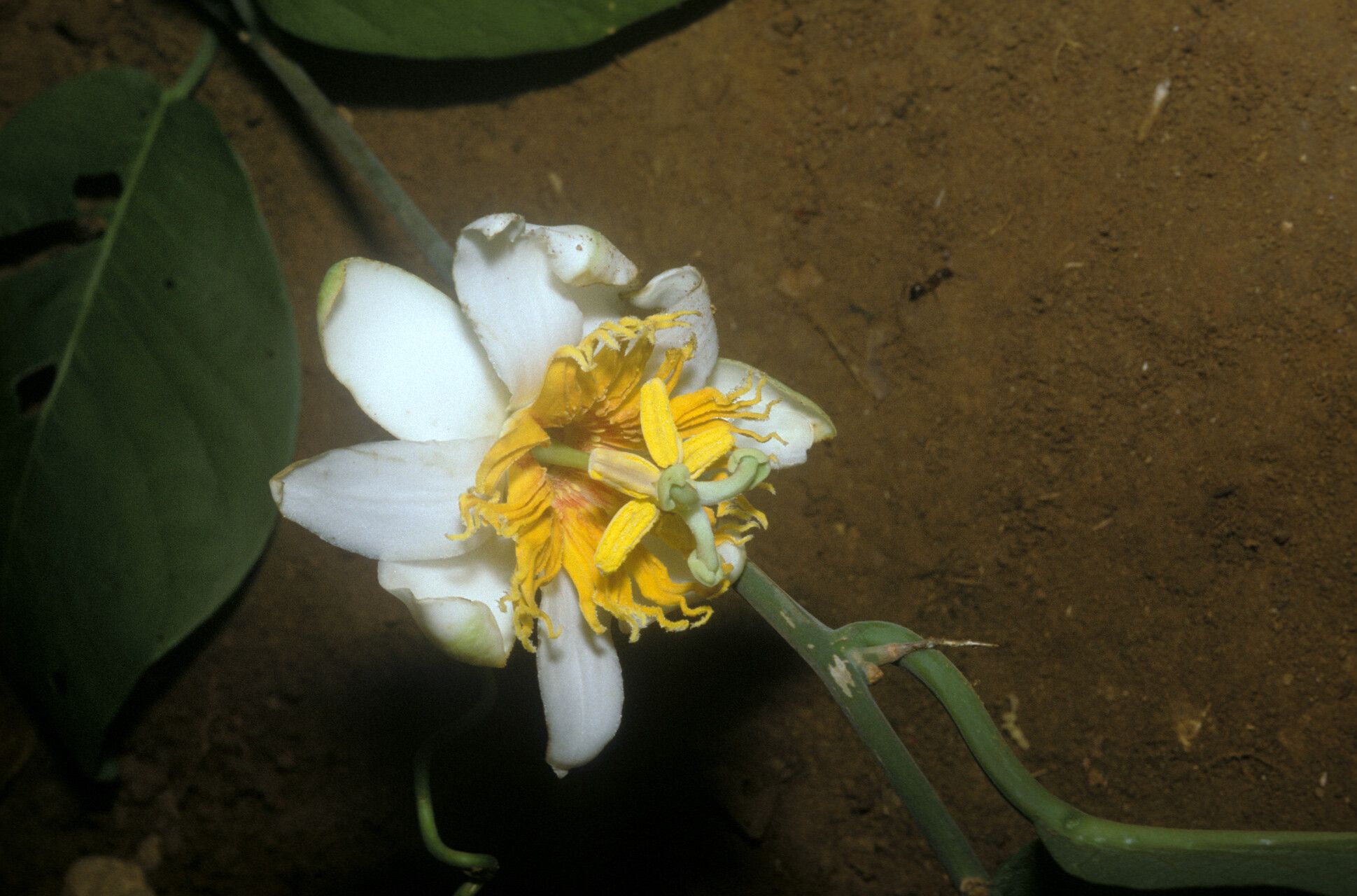 Passiflora vescoi flower