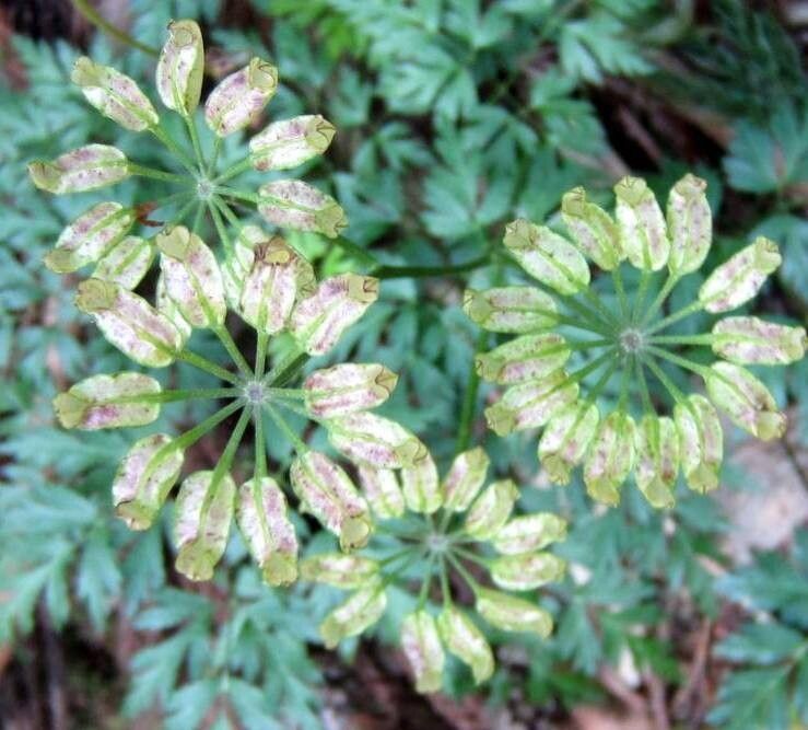 Coptis japonica — related species from the same genus