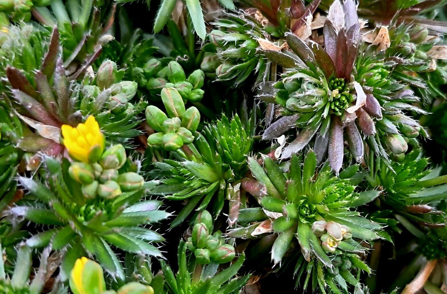 Draba lasiocarpa habit