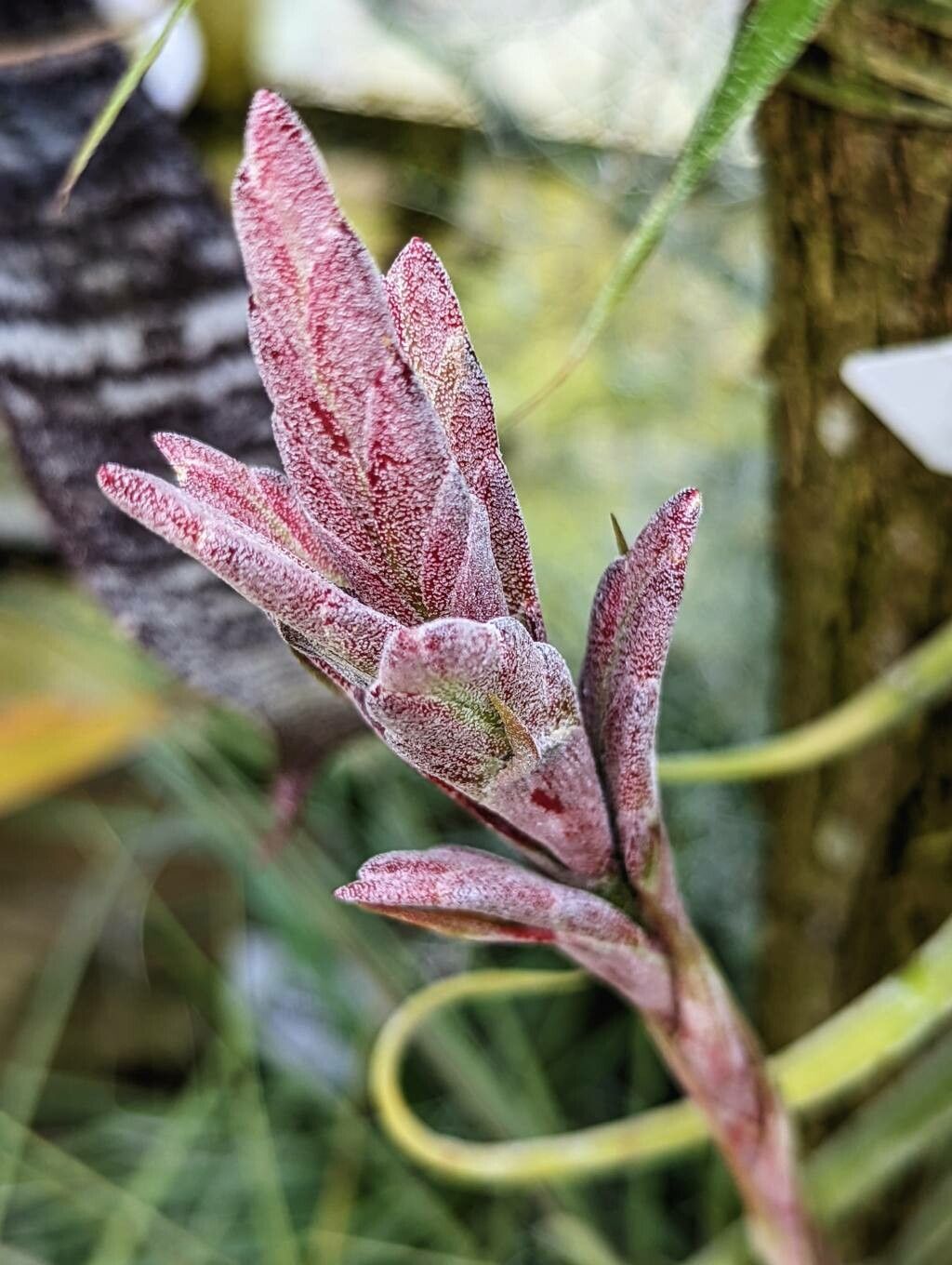 Tillandsia nizandaensis flower