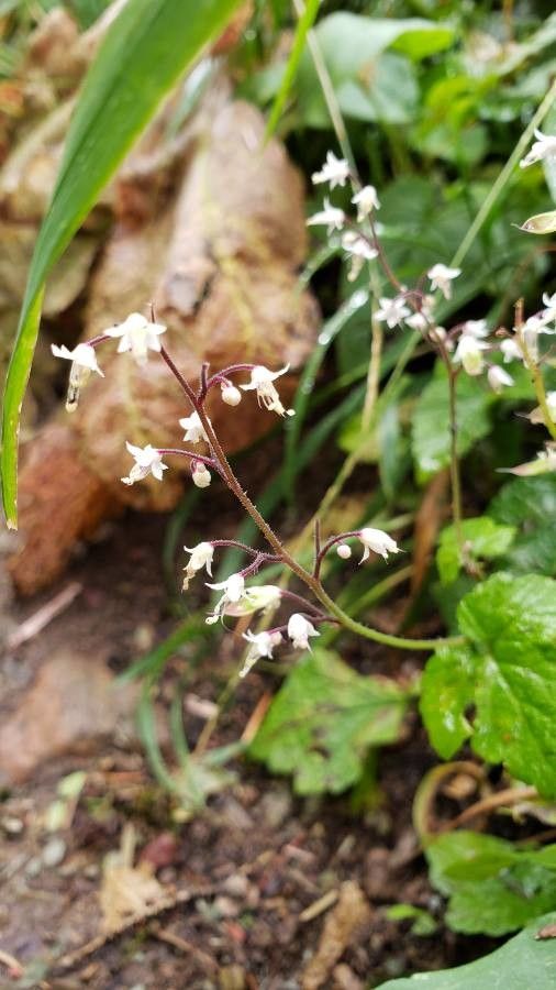 Tiarella trifoliata flower