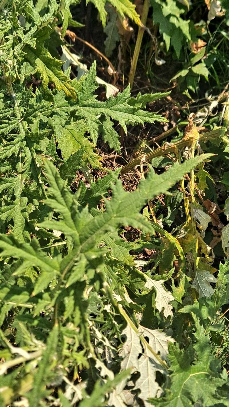 Echinops exaltatus — search result for 'Germany'