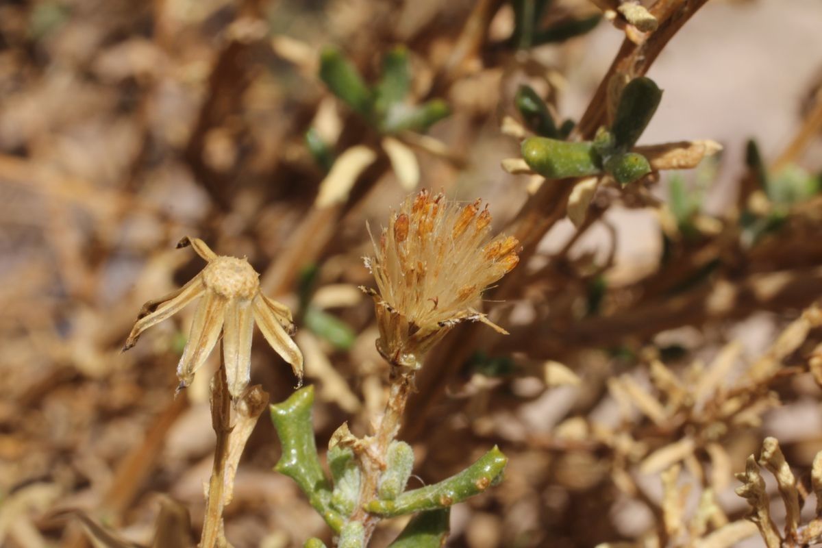 Senecio potosianus fruit