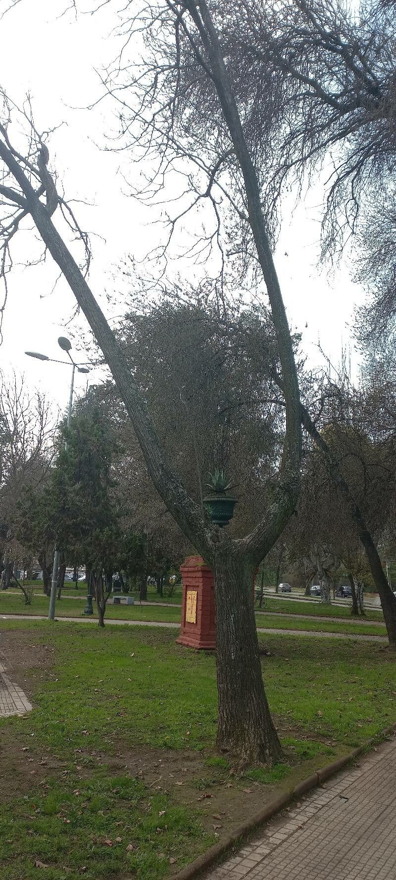 Carpinus turczaninowii habit