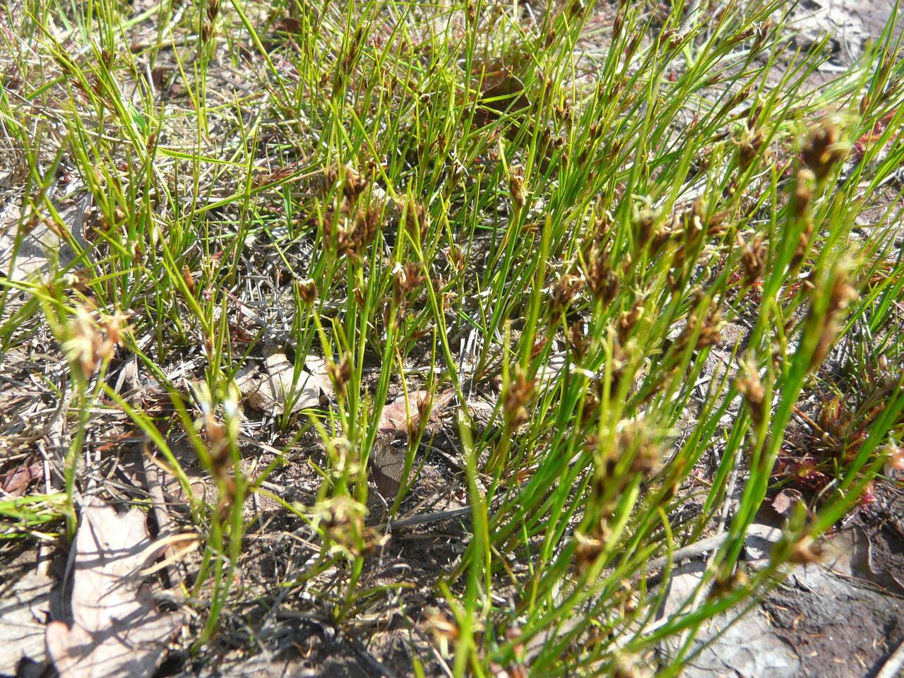 Rhynchospora fusca — houseplant care guide