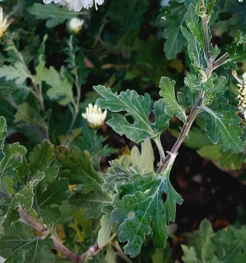 Dendranthema grandiflorum